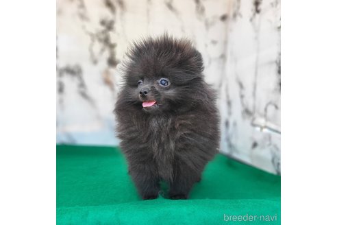 成約済の茨城県のポメラニアン-302648の11枚目