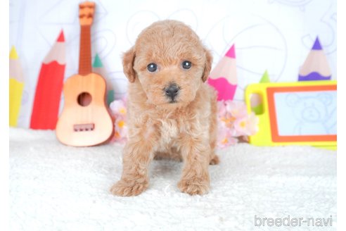 成約済の栃木県のトイプードル-308489の4枚目