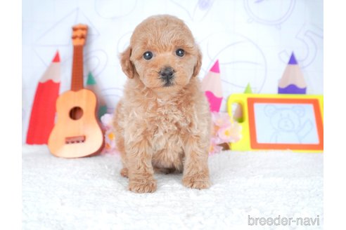 成約済の栃木県のトイプードル-308489の5枚目