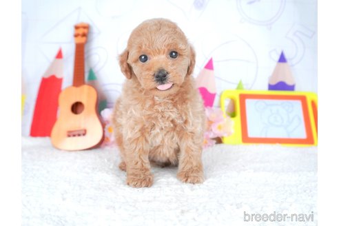 成約済の栃木県のトイプードル-308489の2枚目