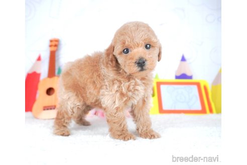 成約済の栃木県のトイプードル-308489の3枚目