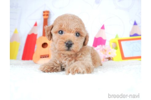 成約済の栃木県のトイプードル-308489