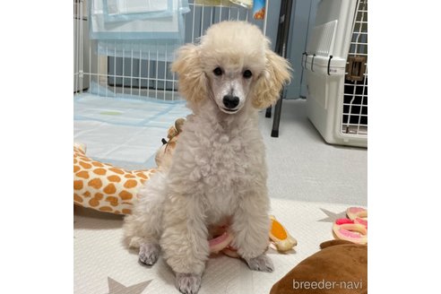 成約済の長野県のトイプードル-299497の9枚目