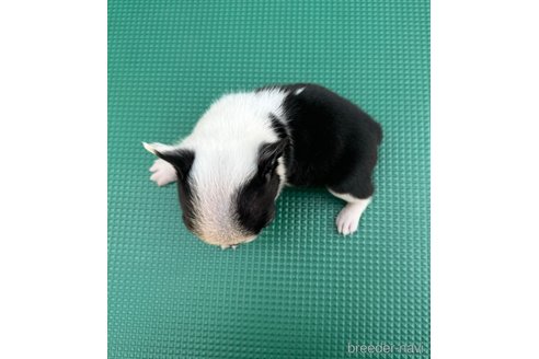 成約済の山梨県のボストンテリア-308546の12枚目