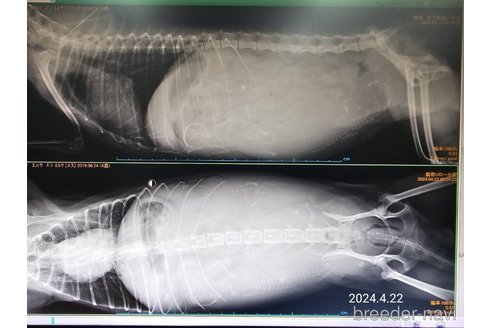 成約済の大阪府のタイニープードル-308554の17枚目