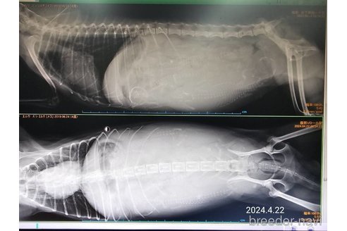 販売中の大阪府のタイニープードル-308556の14枚目