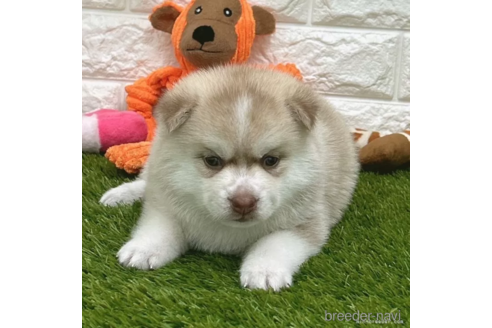 成約済の愛知県のミックス犬-308557の5枚目