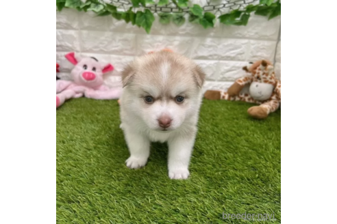 成約済の愛知県のミックス犬-308557