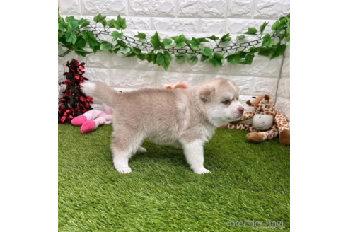 成約済の愛知県のミックス犬-308557の3枚目