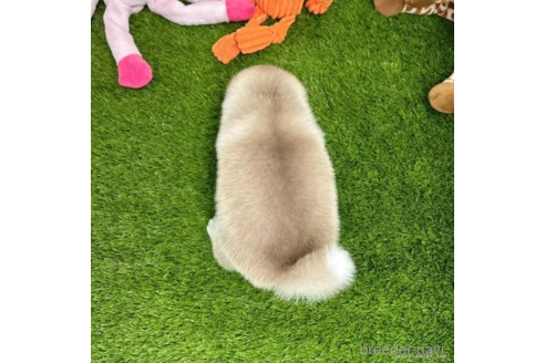 成約済の愛知県のミックス犬-308557の4枚目