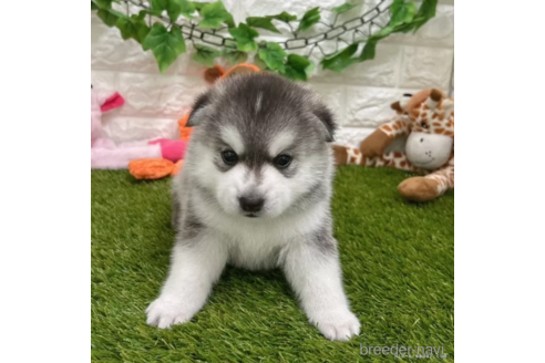 成約済の愛知県のミックス犬-308561の5枚目