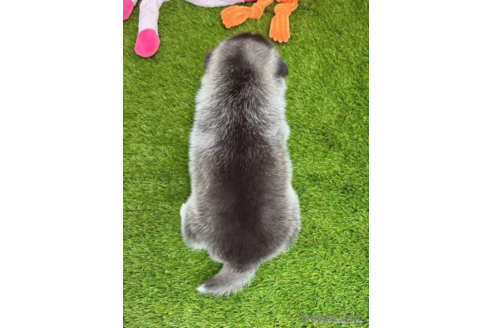 成約済の愛知県のミックス犬-308561の2枚目