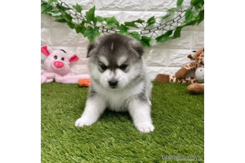 成約済の愛知県のミックス犬-308561の1枚目