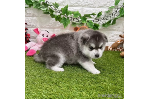 成約済の愛知県のミックス犬-308561の3枚目