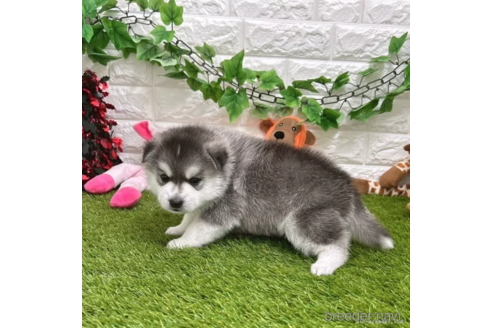 成約済の愛知県のミックス犬-308561の4枚目