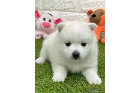 成約済の愛知県のミックス犬-308573の2枚目