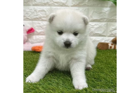 成約済の愛知県のミックス犬-308573の1枚目