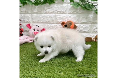 成約済の愛知県のミックス犬-308573の3枚目