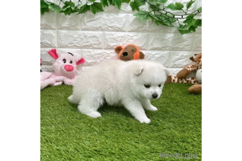 成約済の愛知県のミックス犬-308573の5枚目