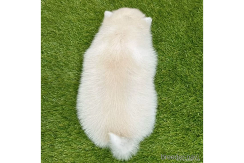 成約済の愛知県のミックス犬-308573の4枚目