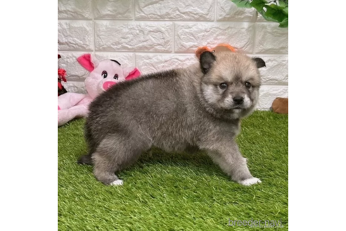 成約済の愛知県のミックス犬-308577の2枚目