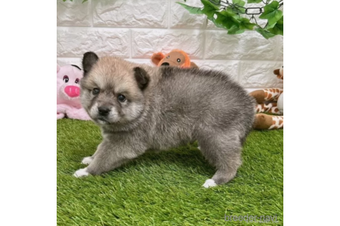 成約済の愛知県のミックス犬-308577の3枚目