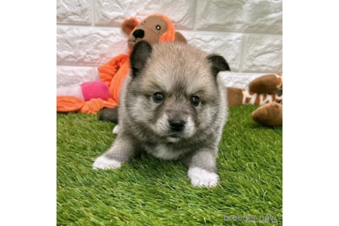 成約済の愛知県のミックス犬-308577の1枚目