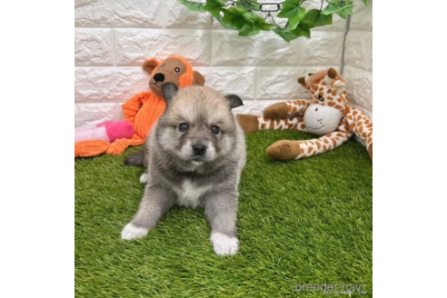 成約済の愛知県のミックス犬-308577の4枚目