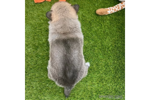 成約済の愛知県のミックス犬-308577の5枚目