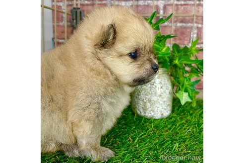 成約済の三重県のポメラニアン-308579の2枚目