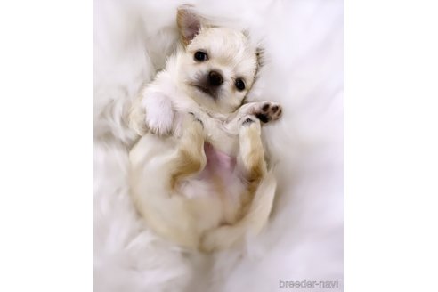 成約済の京都府のチワワ(ロングコート)-306603の4枚目