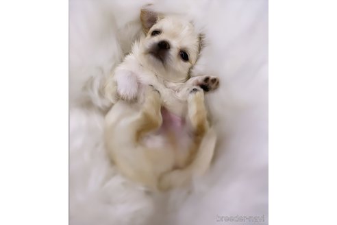 成約済の京都府のチワワ(ロングコート)-306603の3枚目