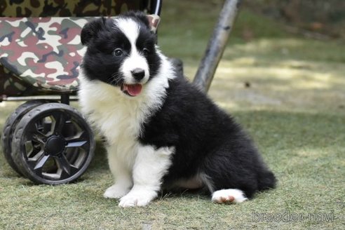 成約済の三重県のボーダーコリー-299709の3枚目