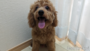 オンライン見学