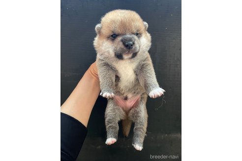 成約済の滋賀県の柴犬-308604の16枚目