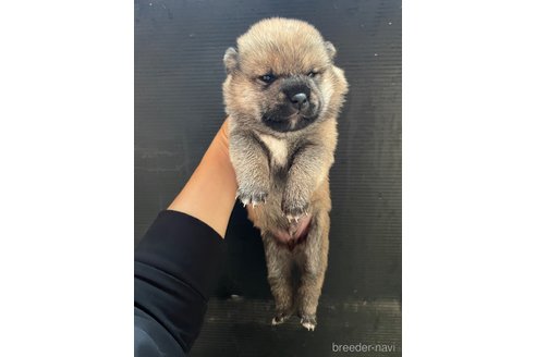 成約済の滋賀県の柴犬-308605の12枚目