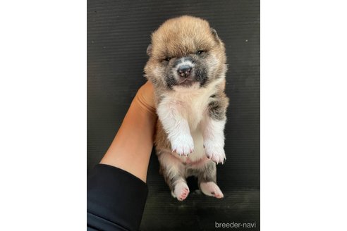 成約済の滋賀県の柴犬-308606の15枚目