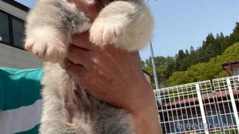 成約済の岩手県の秋田犬-308611の4枚目