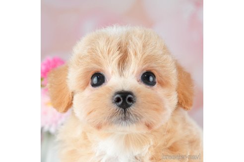 成約済の千葉県のチワプー:チワワ×トイプードル-308614の1枚目