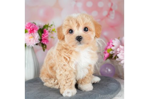 成約済の千葉県のチワプー:チワワ×トイプードル-308614の2枚目