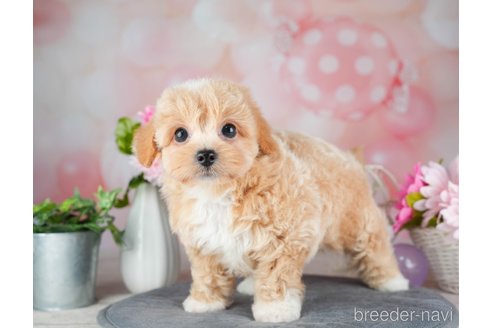 成約済の千葉県のチワプー:チワワ×トイプードル-308614の4枚目