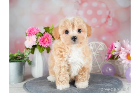 成約済の千葉県のチワプー:チワワ×トイプードル-308614の3枚目