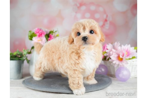 成約済の千葉県のチワプー:チワワ×トイプードル-308614の5枚目