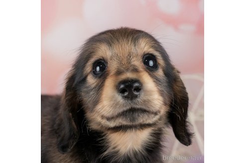 成約済の千葉県のミニチュアダックスフンド(ロングヘアード)-308616の1枚目