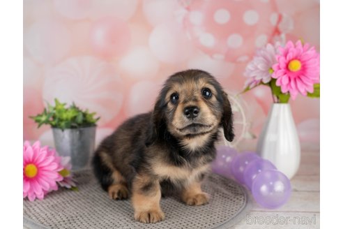 成約済の千葉県のミニチュアダックスフンド(ロングヘアード)-308616の2枚目