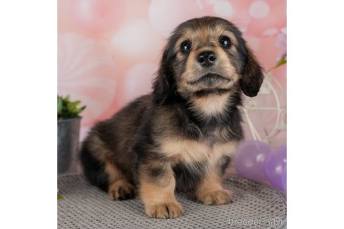 成約済の千葉県のミニチュアダックスフンド(ロングヘアード)-308616の3枚目