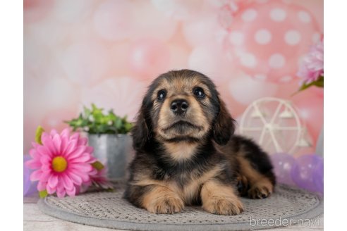 成約済の千葉県のミニチュアダックスフンド(ロングヘアード)-308616の4枚目