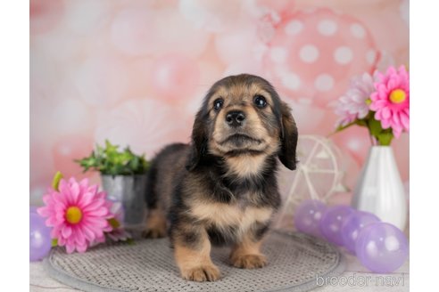 成約済の千葉県のミニチュアダックスフンド(ロングヘアード)-308616の5枚目