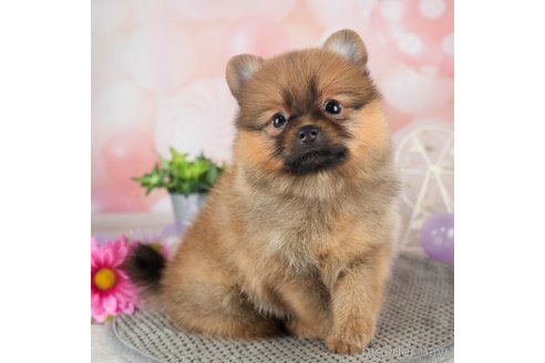 成約済の千葉県のポメラニアン-308617の4枚目