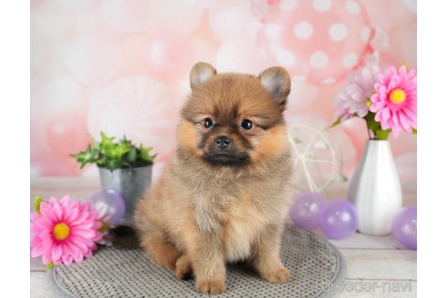 成約済の千葉県のポメラニアン-308617の5枚目